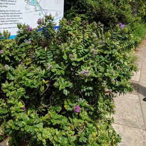 IMG_20190705_072433.jpg